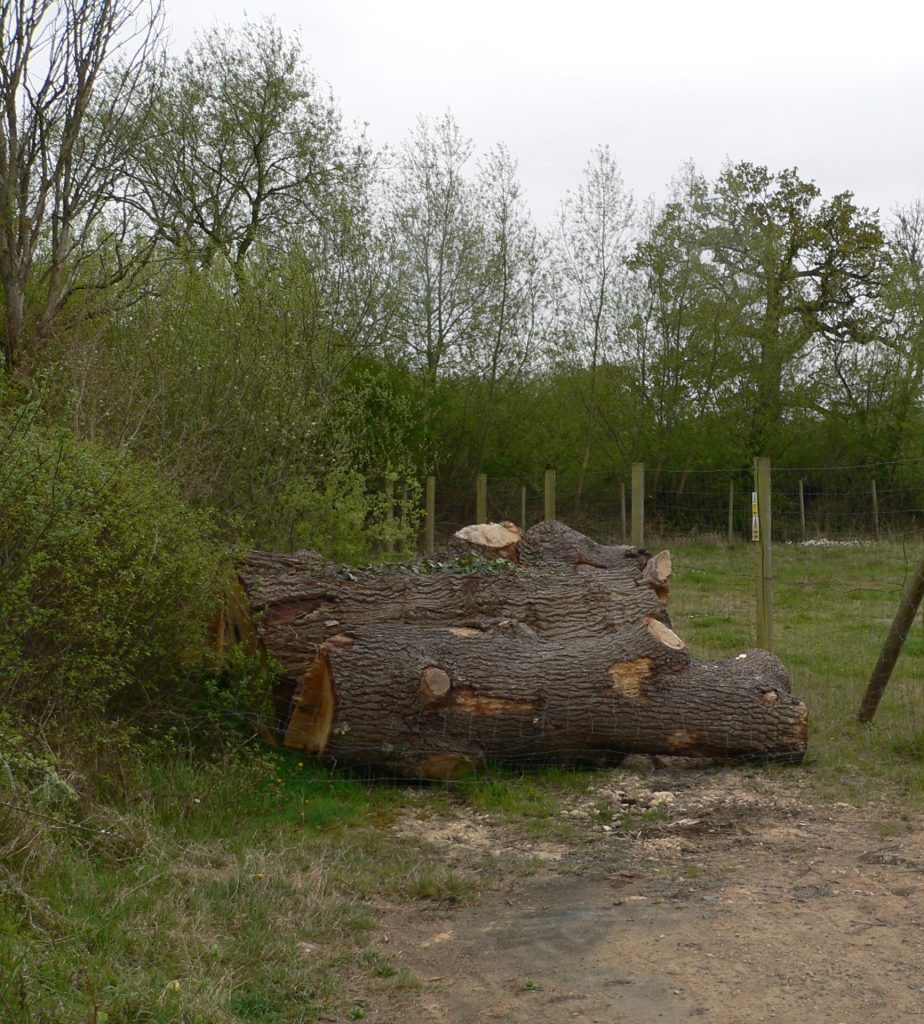 16 damage to valuable old trees ... felled oaks